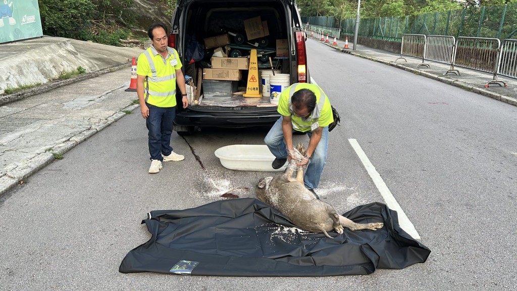 今早6時許,一集野豬在連城道上斜路段打橫衝出,不幸被一輛行駛中的私家車撞斃。黎志偉攝 今早6時許,一集野豬在連城道上斜路段打橫衝出,不幸被一輛行駛中的私家車撞斃。黎志偉攝