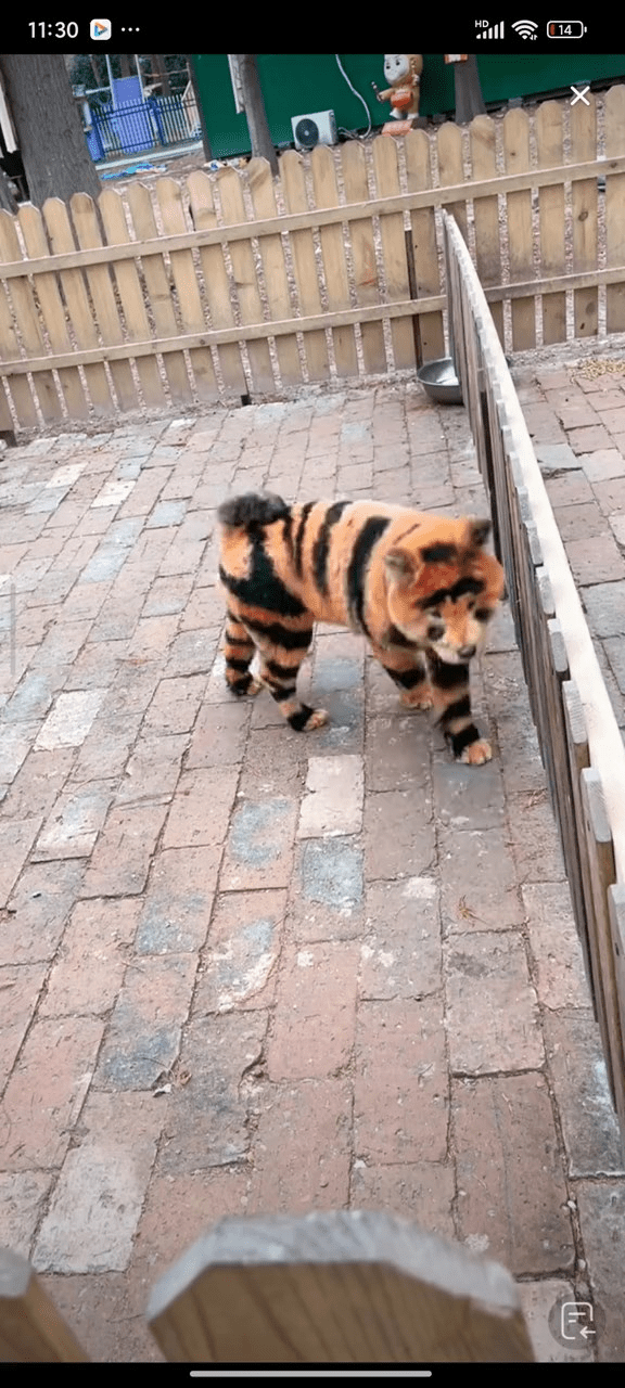 江蘇泰州有動物園將鬆獅狗染毛變「跳跳虎」。