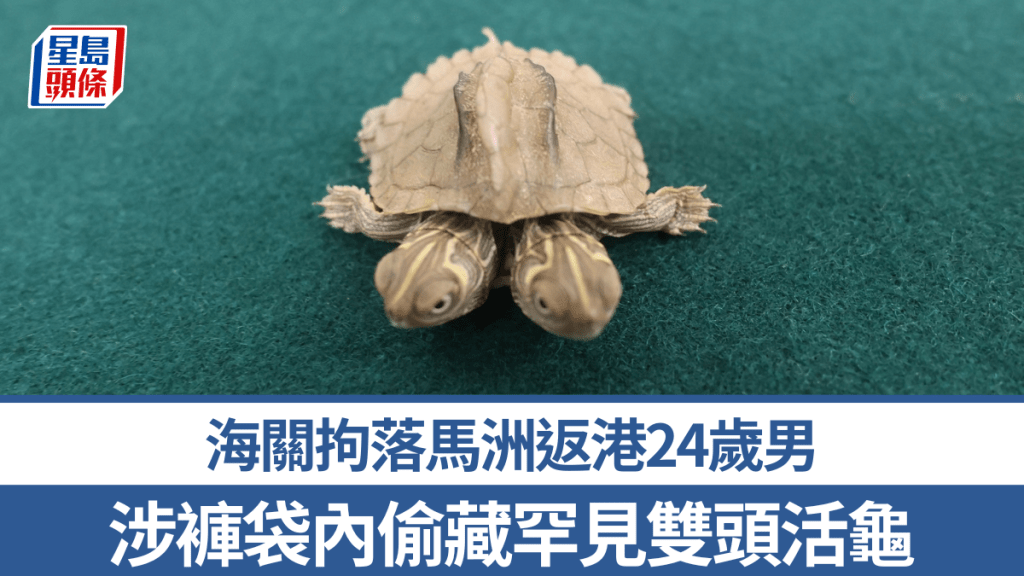 落馬洲返港24歲男偷藏罕見雙頭活龜 遭海關拘捕