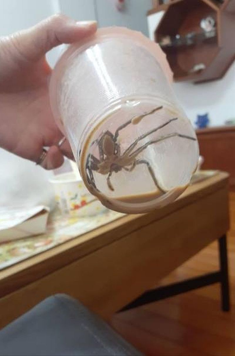 奶茶杯底驚見真蜘蛛。fb