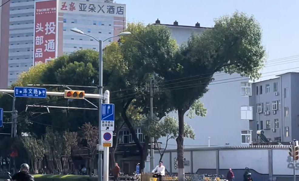 濟南街頭出現一棵外形似暴龍的恐龍樹。抖音