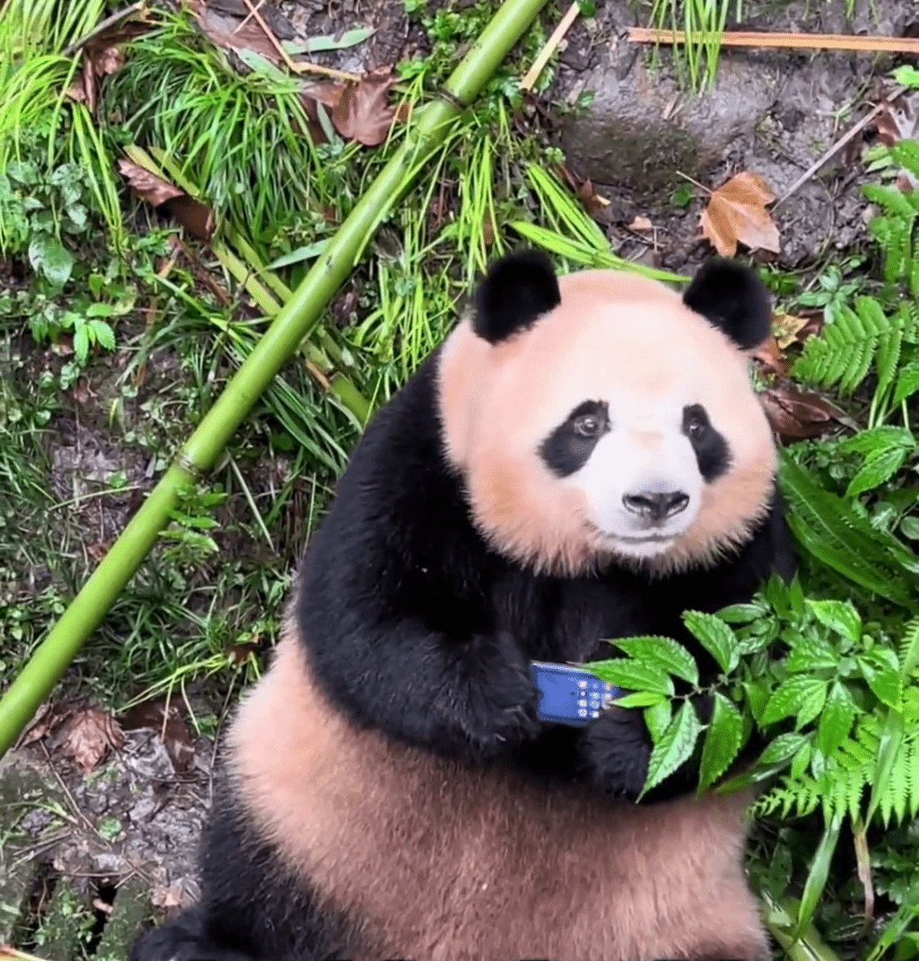 大熊貓梅蘭似乎聽到遊客的呼叫，抬頭看著遊客。