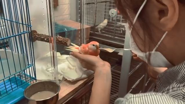 今年3月6日,劉心悠屋企多咗個新成員。