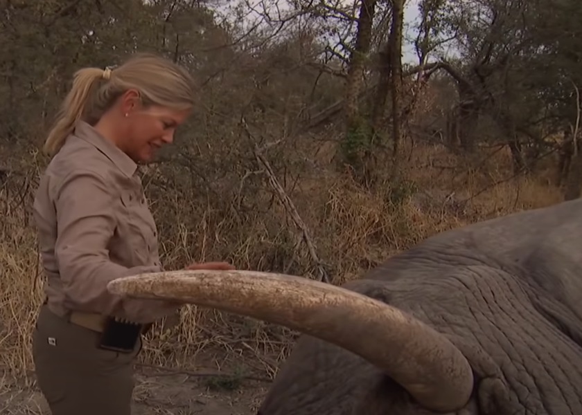 拉皮埃爾妻子檢視已被獵殺的大象。影片截圖