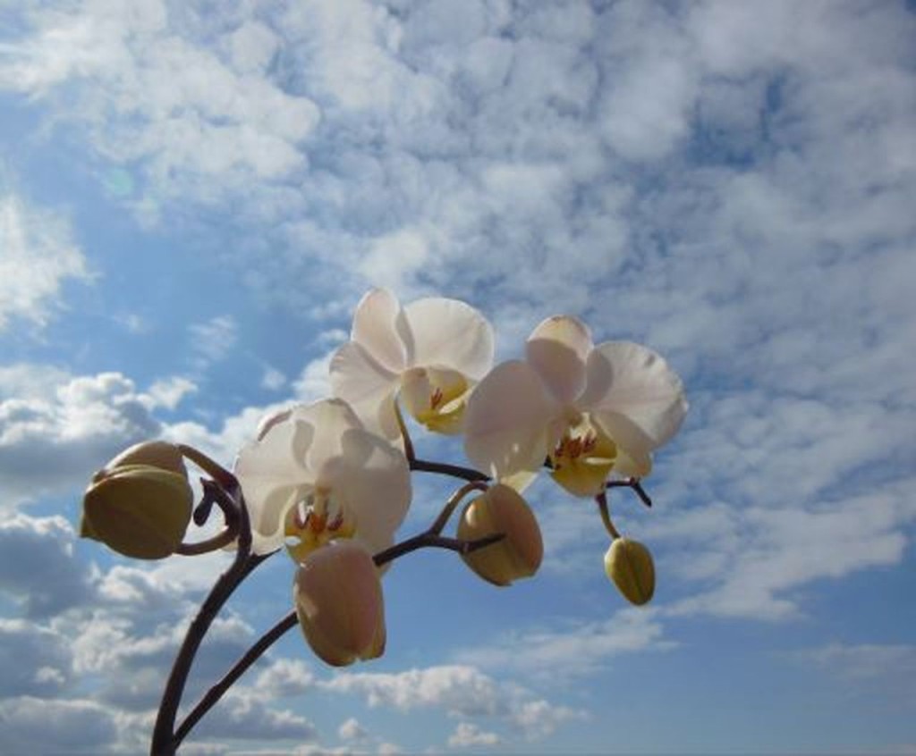 不宜將蘭花直接放在陽光下曝曬，尤其是午間的猛烈陽光，如此極容易令花朵凋謝