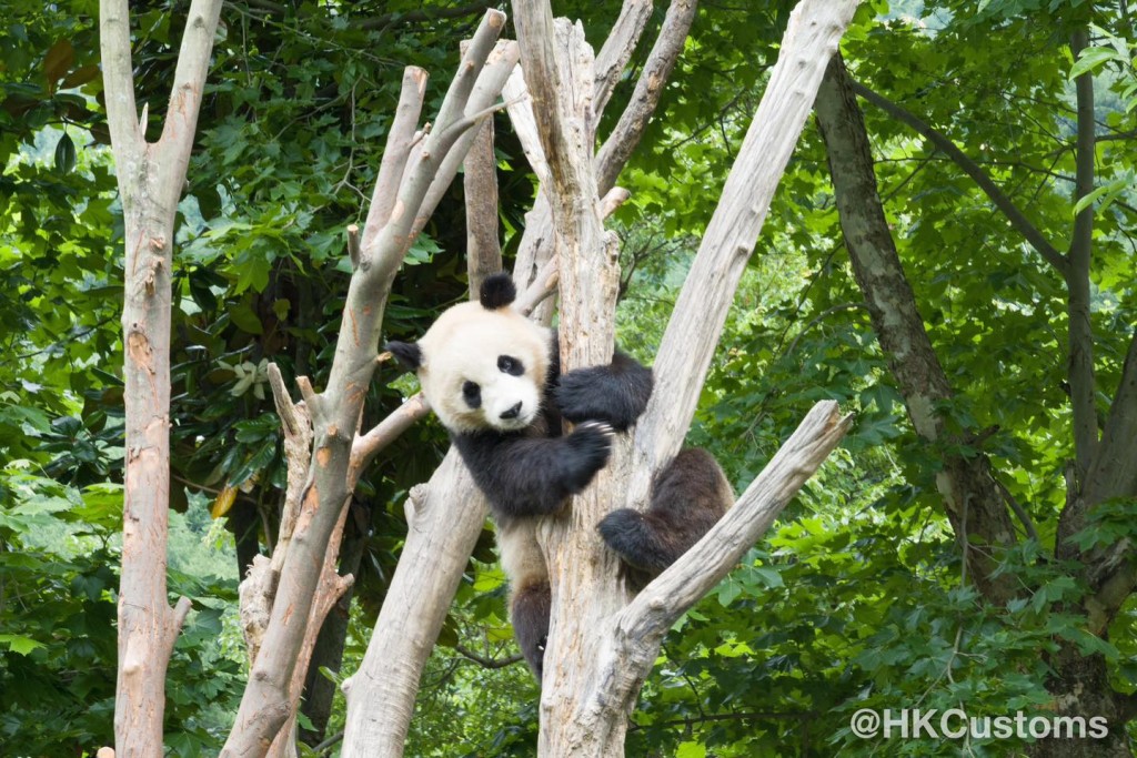 在今次旅程中，会员有幸与大熊猫近距离接触。香港海关facebook图片
