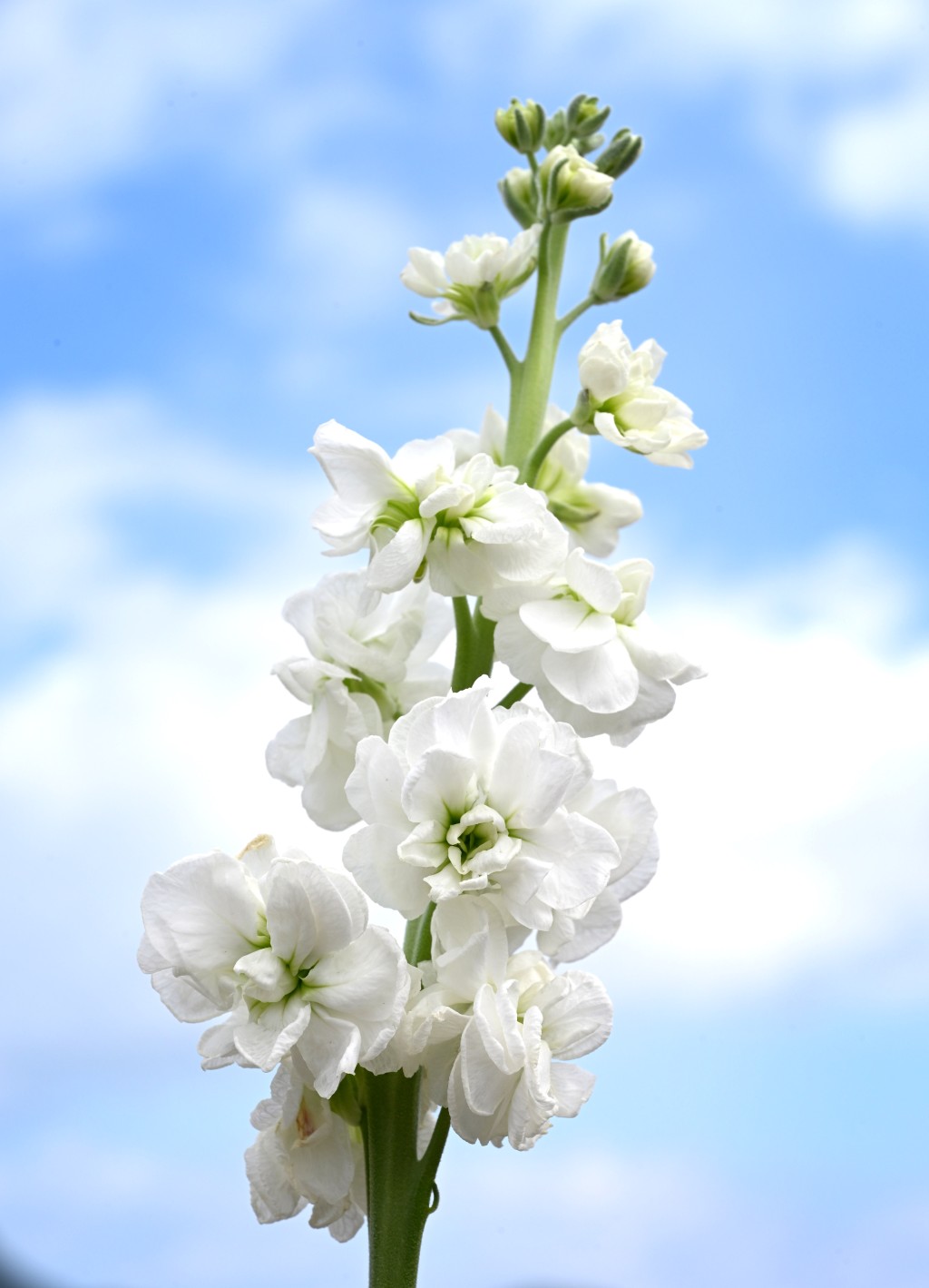 紫羅蘭花色繁多，既有紫、桃紅、白、黃等經典明艷色系，亦不乏淡紫、鵝黃與粉紅等清新柔和的新品種。政府新聞處圖片