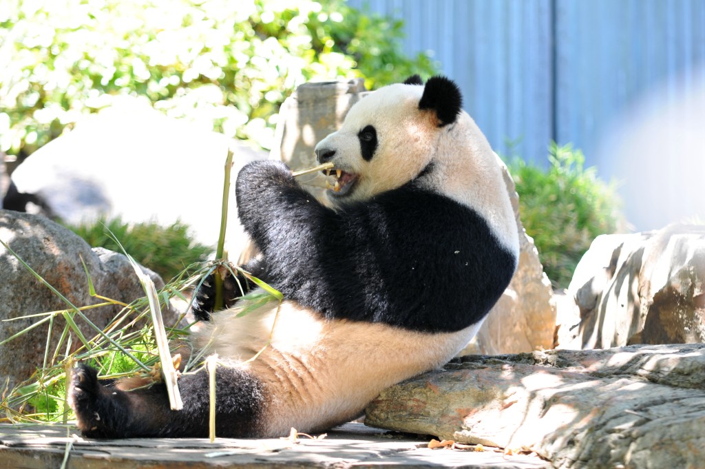 大熊貓「星秋」及「怡蘭」在動物園首次亮相。（新華社）