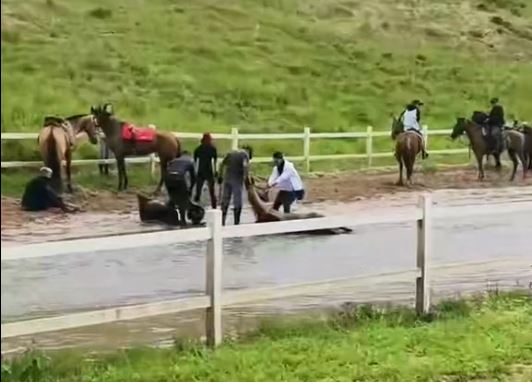 小馬「貂蟬」失控狂奔，與另一匹馬相撞後死亡。抖音