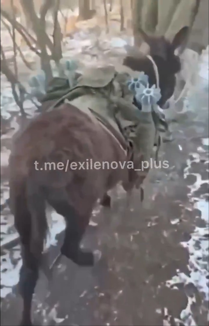 近日網上流傳大量影像指俄羅斯前線改用驢運輸。 Telegram @ exilenova_plus