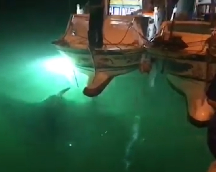 船長指是鬼蝠魟突然纏上錨繩，他和外籍漁工費了2個小時仍無法讓牠鬆脫。網圖