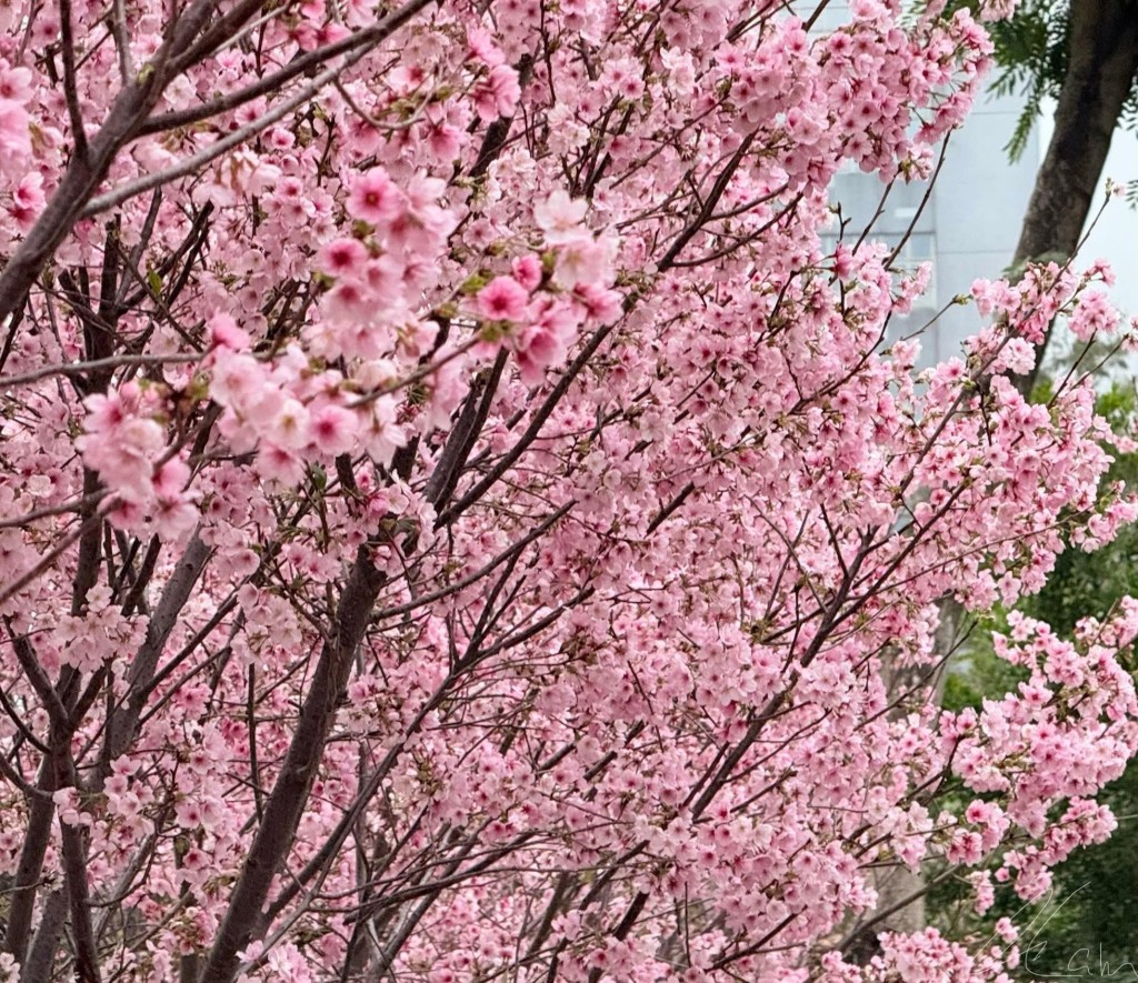 安景街公園櫻花。threads圖片