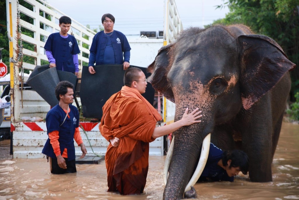 僧侣表示，大象强壮且聪明，可以为人类服务。（FB@พระครูอ๊อด วีรวฑฺฒโน ภิกฺขุ）