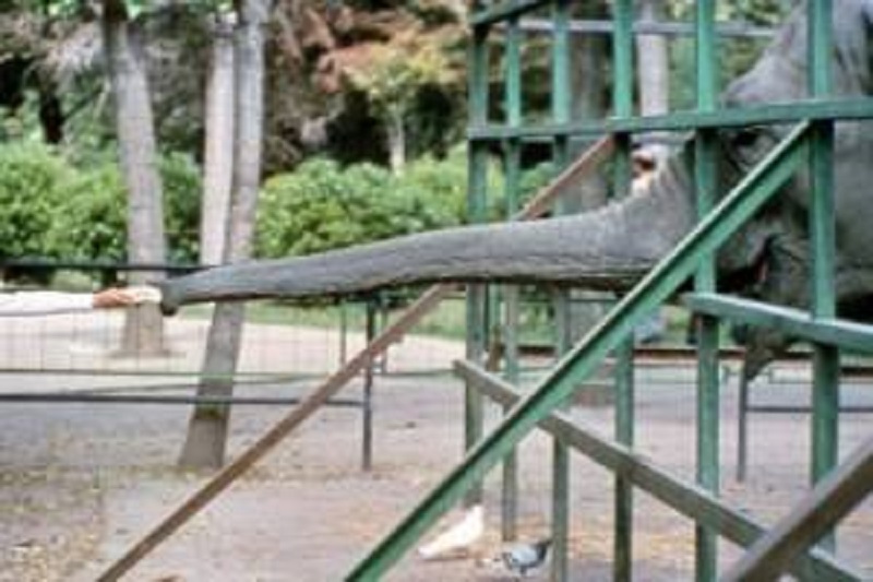 西班牙被稱為「世界上最悲傷的大象」獨囚43年後死。網上圖片