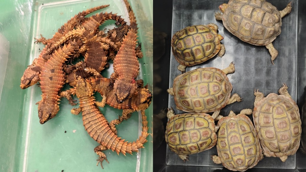 39隻瀕危龜及蜥蜴被塞入行李 由南非經杜拜抵港 26歲男涉走私虐畜被拘控