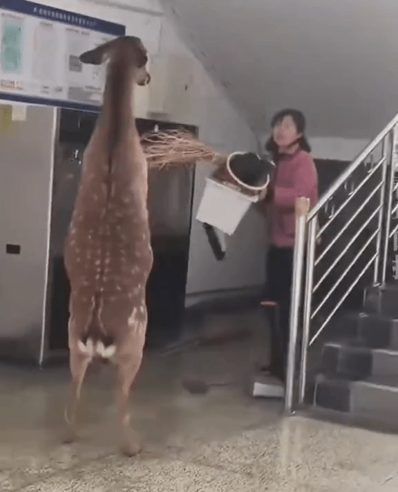 宿管阿姨掃把驅趕,惡鹿雙腳站「還拖」。 宿管阿姨掃把驅趕,惡鹿雙腳站「還拖」。