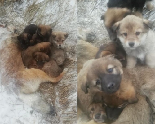 狗寶寶不願離去。網圖