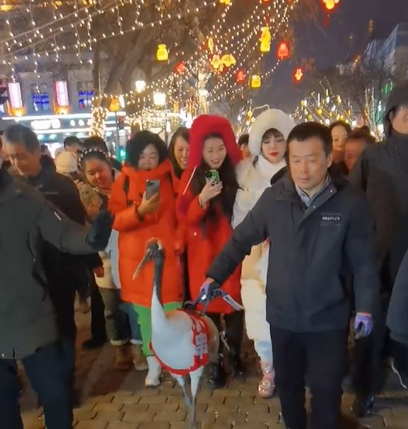 黑龙江鹤岗市将丹顶鹤带至哈尔滨中央大街展示捱批。影片截图