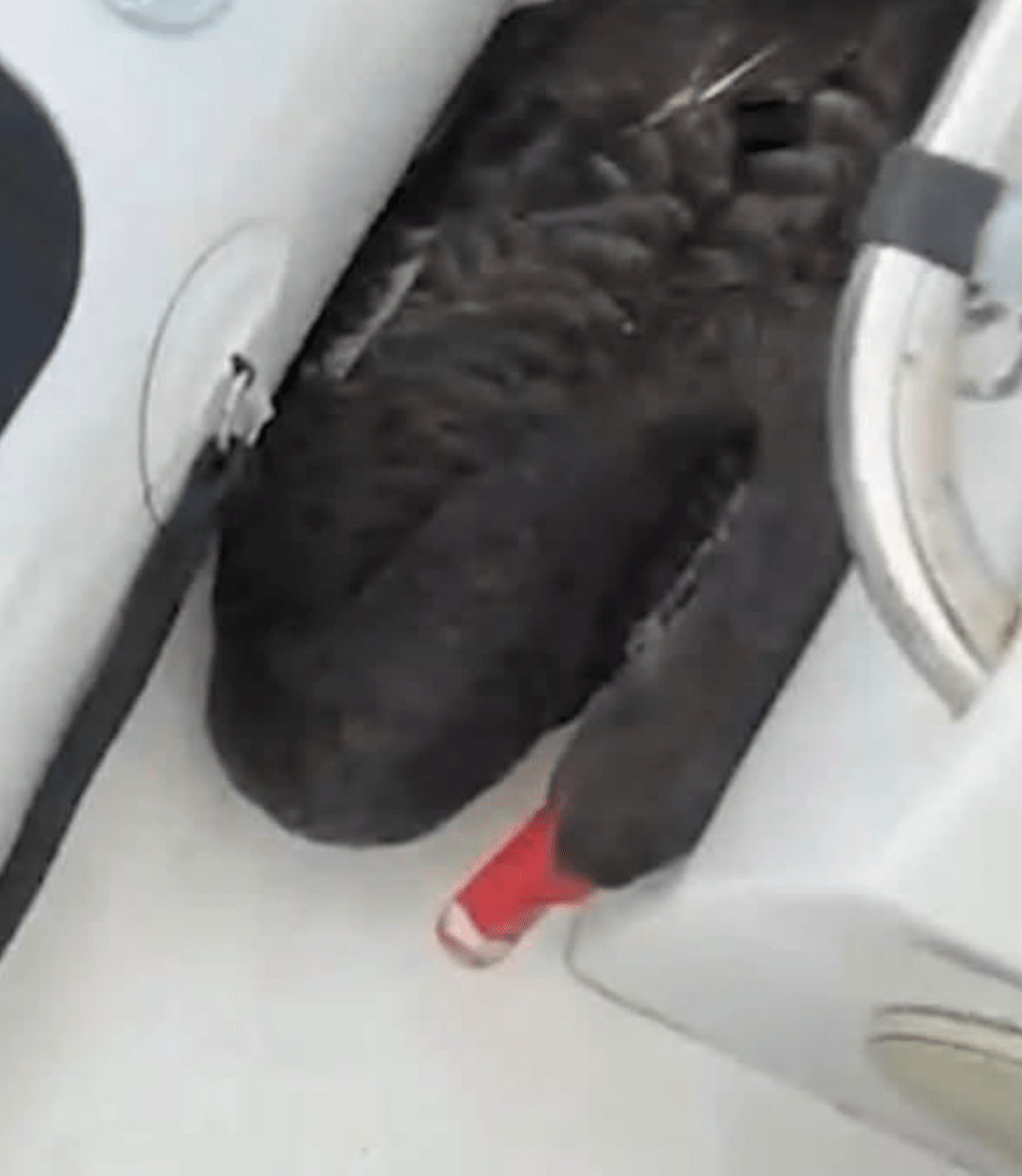 片中黑天鹅显得受惊并无法挣脱,其后更瘫伏在小艇一侧。 片中黑天鹅显得受惊并无法挣脱,其后更瘫伏在小艇一侧。