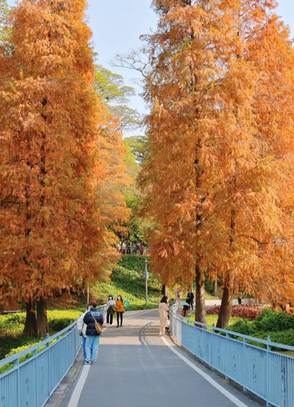  广州天河公园落羽杉分布在道路两旁。(图片来源：小红书@Mini淑儿)
