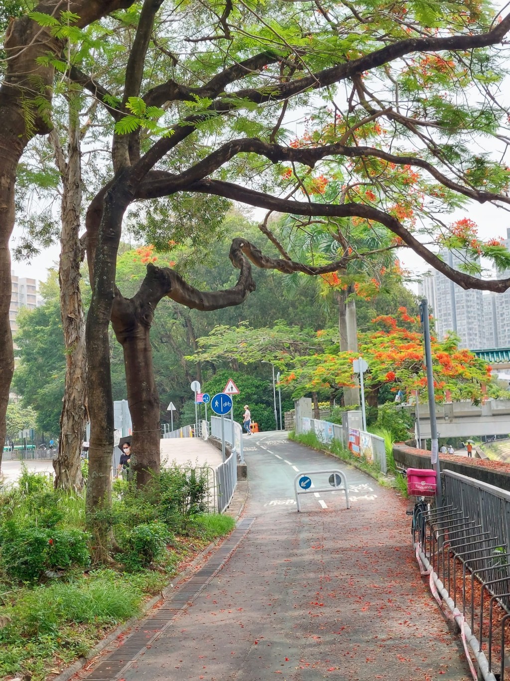 大埔广福桥凤凰木红花乱坠。fb「香港行山风景人像摄影会」Shun Chow Lee图片