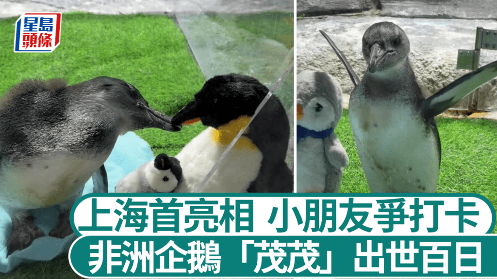 非洲企鵝B「茂茂」出世百天於元旦日首亮相公眾。 微博@申江服務導報