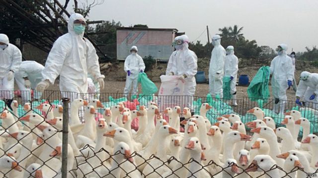 一旦发生禽流感就需要进行大规模捕杀。