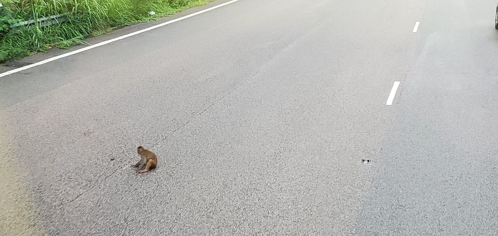 小猴子受傷，跌坐在馬路上。fb屯門公路塞車關注組Pochacco Lau圖片