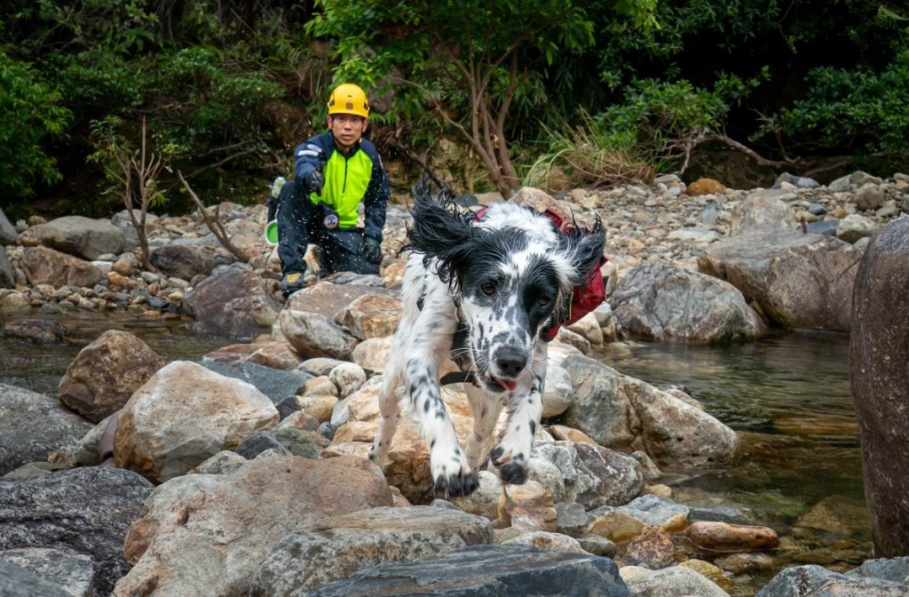 领犬员姜伟文带领搜救犬Uma实地到山野进行训练。图片由消防处提供