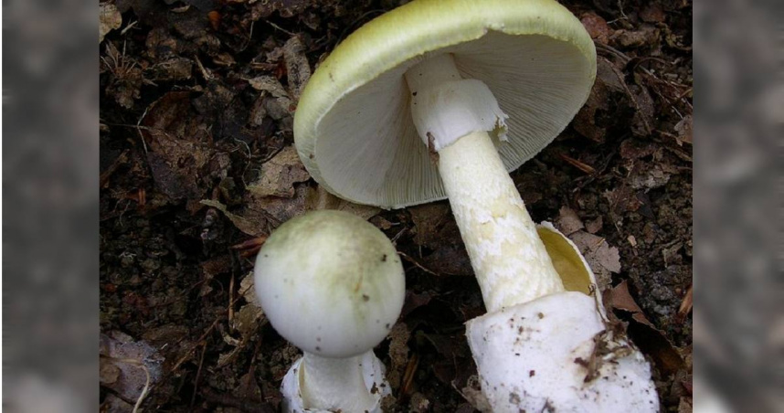 俗称白毒鹅膏或死帽菇的毒野菇。维基百科
