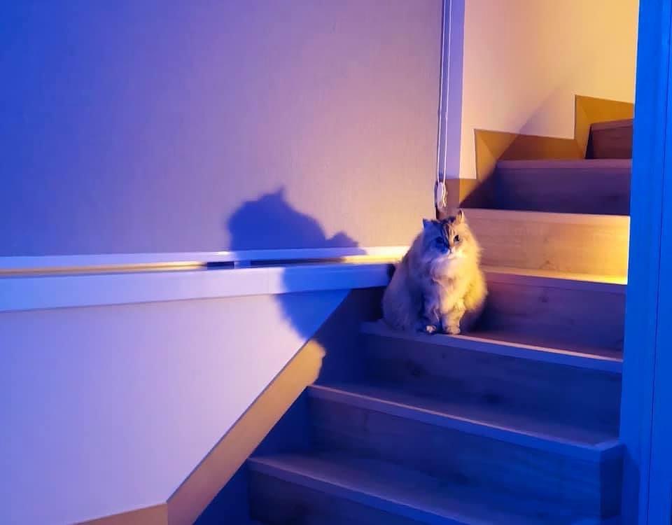 貓貓同樣喺樓梯低影過相。
