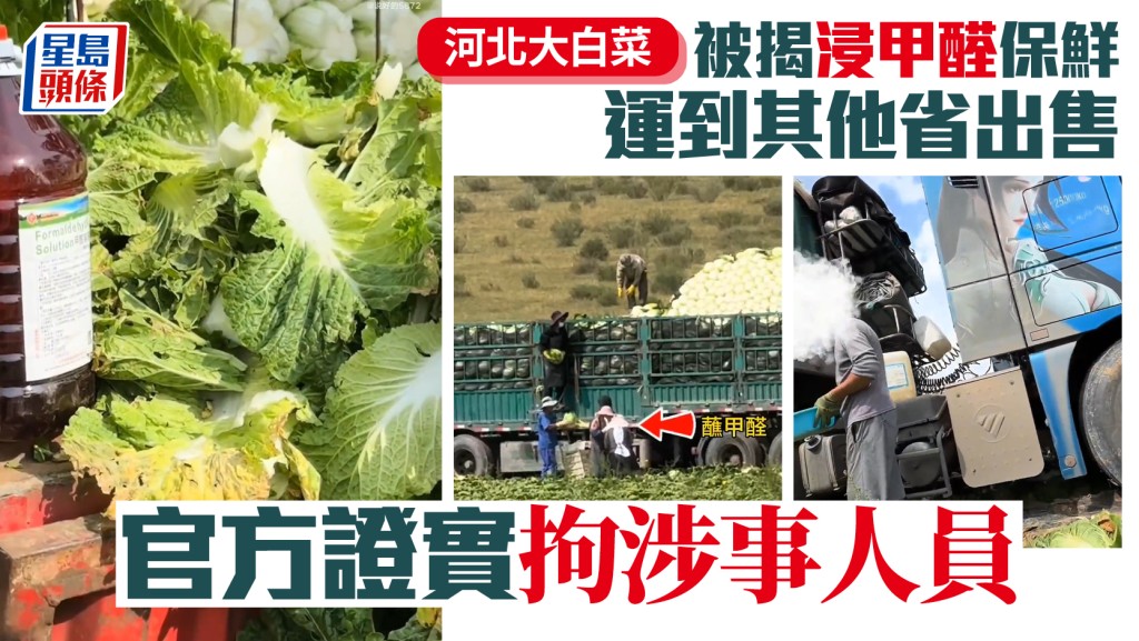 致癌甲醛大白菜︱河北工人為保鮮3日運送前狂「加料」 安徽合肥檢測證有毒