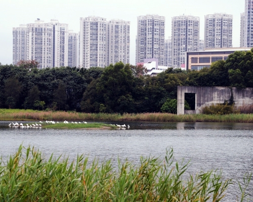 2019年香港碳匯的溫室氣體總吸收量為46.5萬公噸二氧化碳當量,約為香港溫室氣體排放總量1%。資料圖片