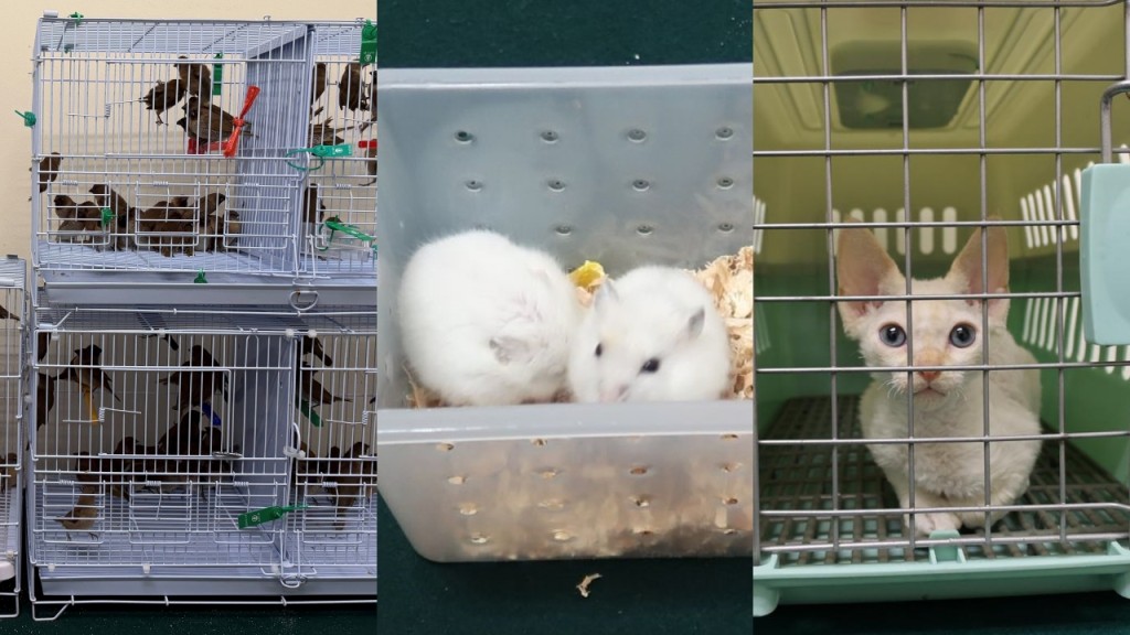 一日3宗宠物走私 深圳湾落马洲海关拘3男 检雀鸟仓鼠猫只