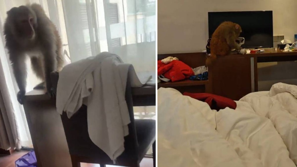 重慶有酒店房客被猴子闖入偷食物。