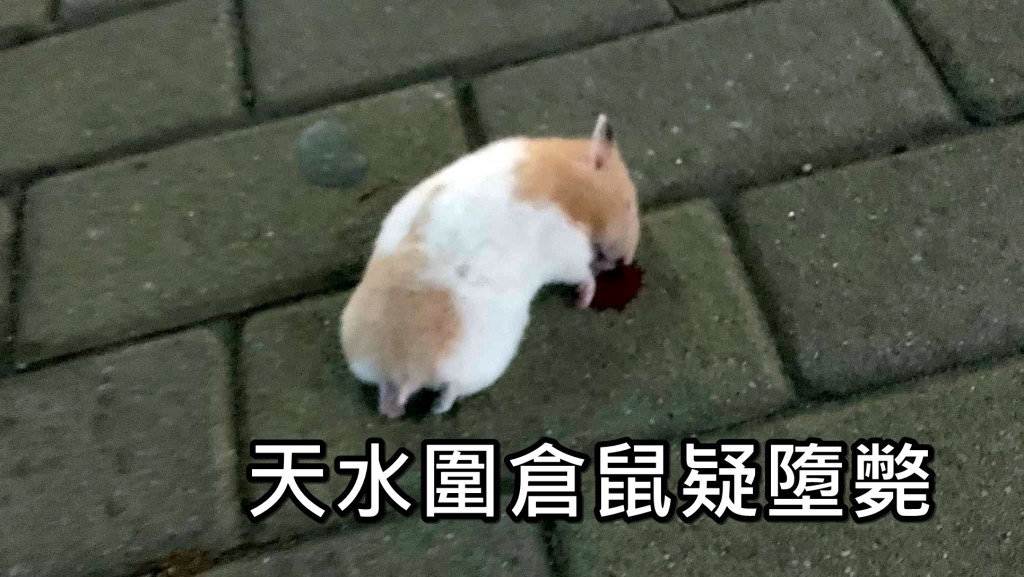 天水圍有倉鼠疑墮斃。網上圖片