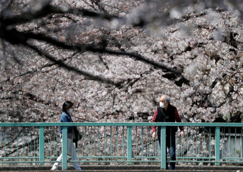 日本各地樱花的开花日因寒冷天气延后两、三天。 路透社