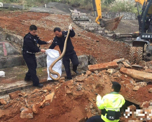 为了防止大蛇伤害到民众，警方先把人群疏散，再将蟒蛇逐一捕获。  网上图片