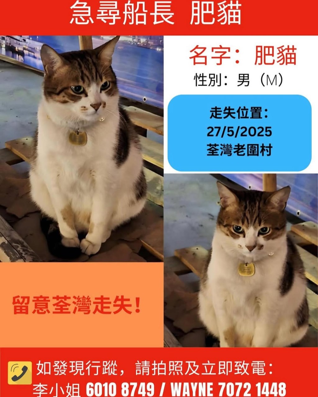 關注組在社交平台上載尋貓啟示。ig@npcat_at_pier 關注組在社交平台上載尋貓啟示。ig@npcat_at_pier