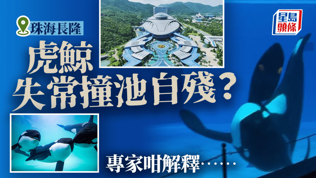 珠海長隆虎鯨撞池壁自殘？專家澄清更象是摩擦皮膚的自然行為。