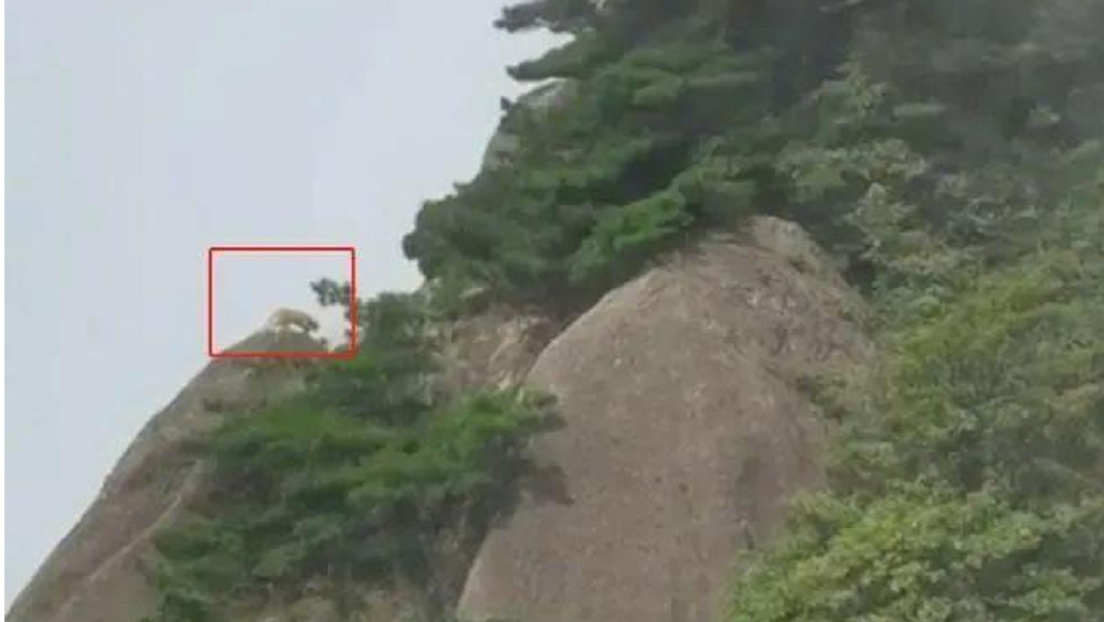 遊客稱在黃山拍到「雲豹」身影。