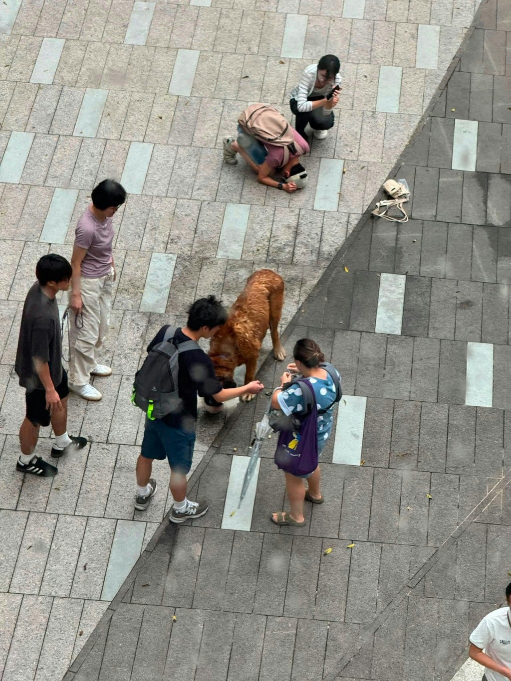 元朗YOHO大狗咬死兩細狗事件，引起市民關注。Threads：yyy.yuu