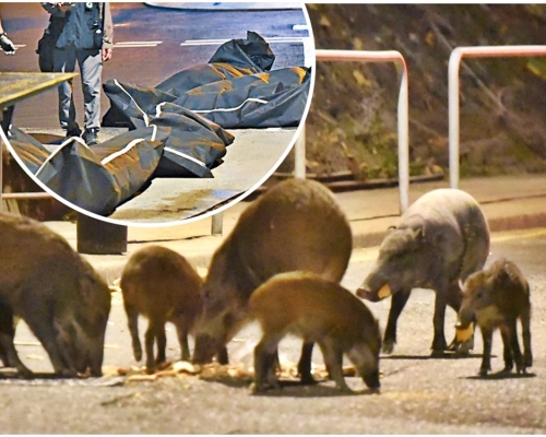 深湾道7只野猪日前中麻醉枪后，兽医即场注射药物人道毁灭（小图）。资料图片