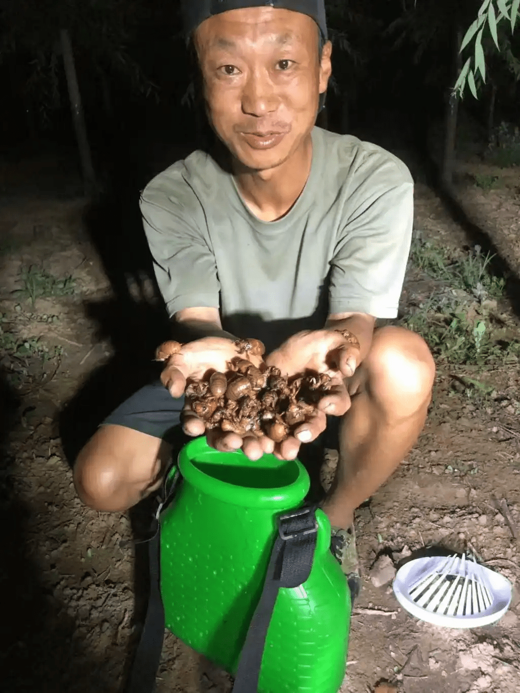 盛夏晚出抓金蟬成潮,有村民日賺過萬。 盛夏晚出抓金蟬成潮,有村民日賺過萬。