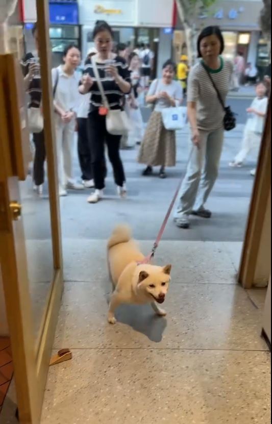 糖糖在十全街頗有人氣，是知名的為食狗。抖音
