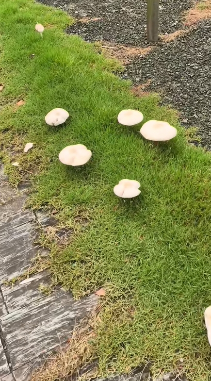上海雨後湧現野菇。 抖音 上海雨後湧現野菇。 抖音
