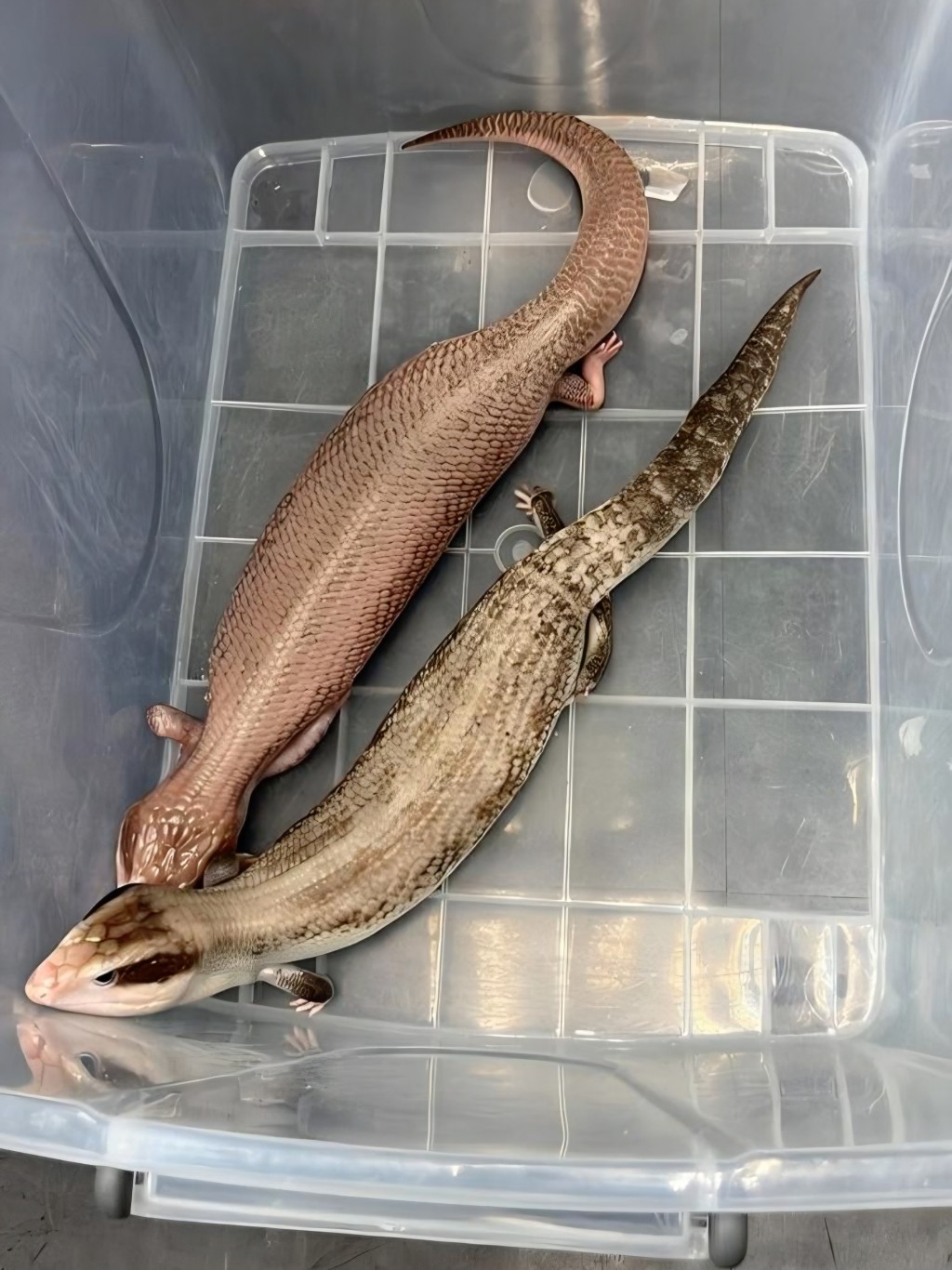 海關在深圳灣一部入境貨車內，檢獲44隻走私活蜥蜴。海關圖片