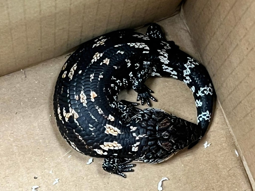 海關在深圳灣一部入境貨車內，檢獲44隻走私活蜥蜴。海關圖片