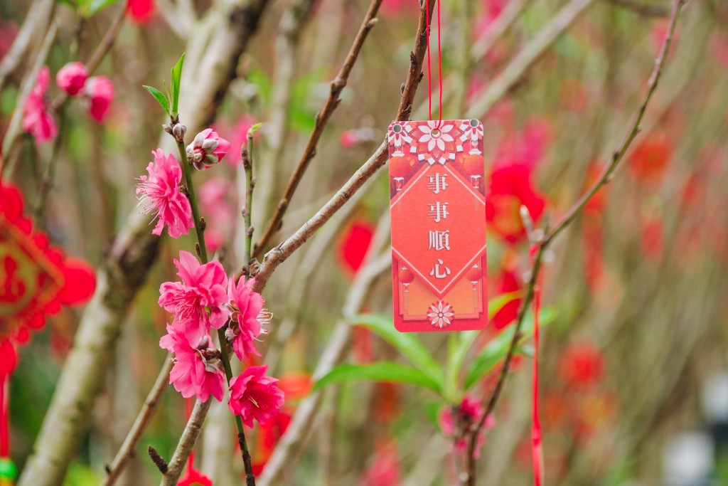 桃花树挂上新春祝福语。