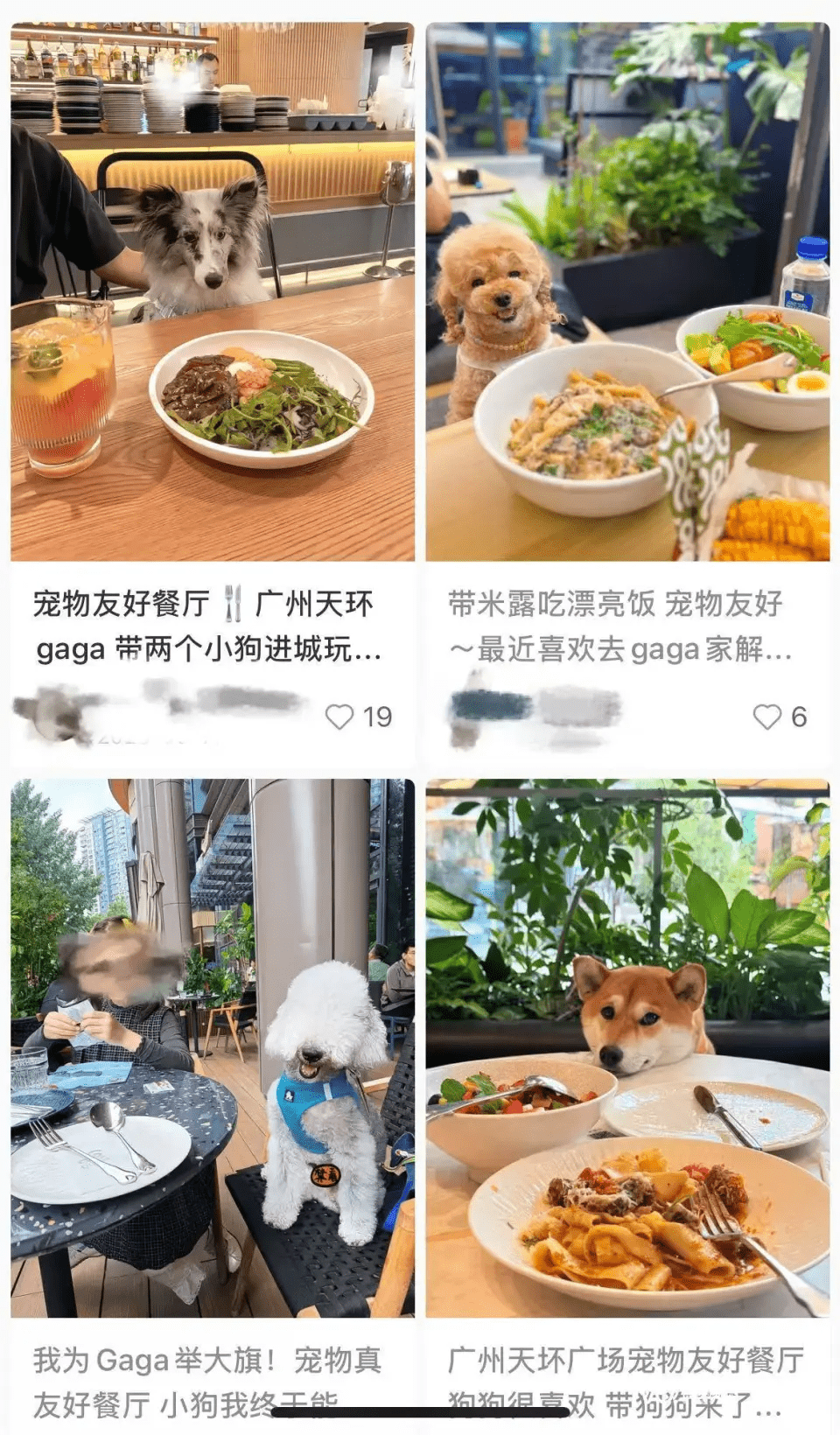 社媒部分帖子中,寵物直接接觸餐桌。 社媒部分帖子中,寵物直接接觸餐桌。